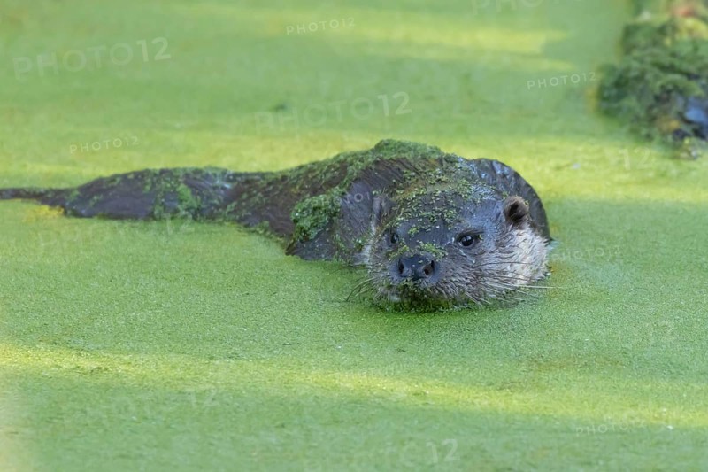 European otter (Lutra lutra) adult animal in water of a lake, England, United Kingdom