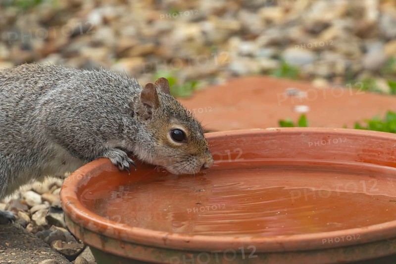 Grey squirrel (Sciurus carolinensis) adult animal drinking water from a garden plant pot saucer, England, United Kingdom