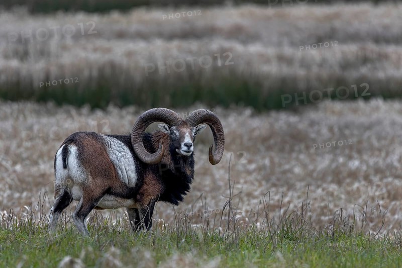 Mouflon ram (Ovis gmelini) on a moorland meadow, Germany