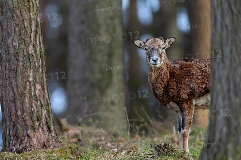 A female mouflon (Ovis gmelini) stands motionless in a pine forest and watches the photographer, Germany