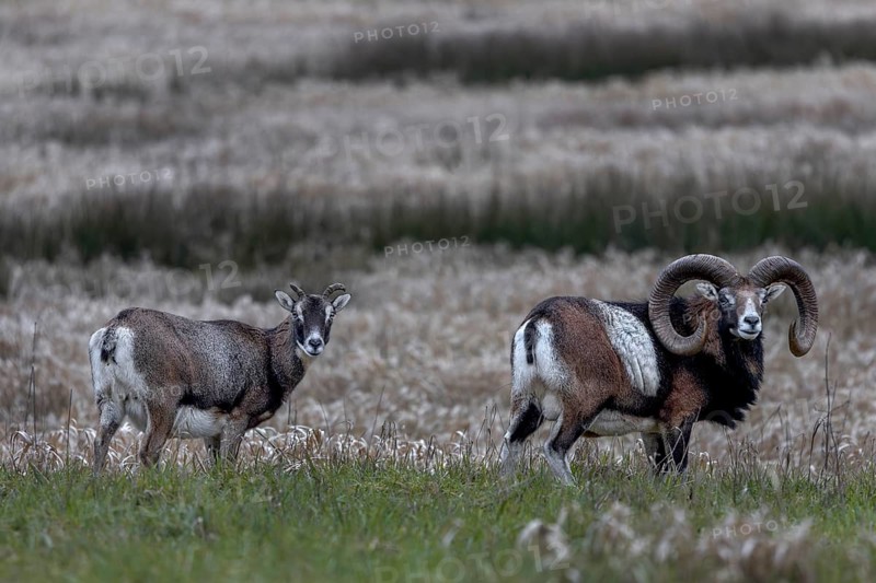 Mouflon rams (Ovis gmelini) and female looking attentively at the photographer, pair, Germany