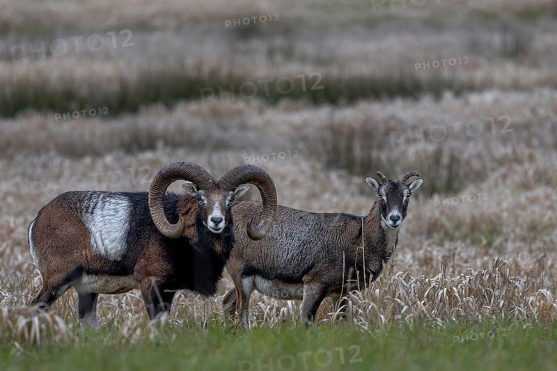 Mouflon rams (Ovis gmelini) and females looking attentively at the photographer, pair, couple, Germany