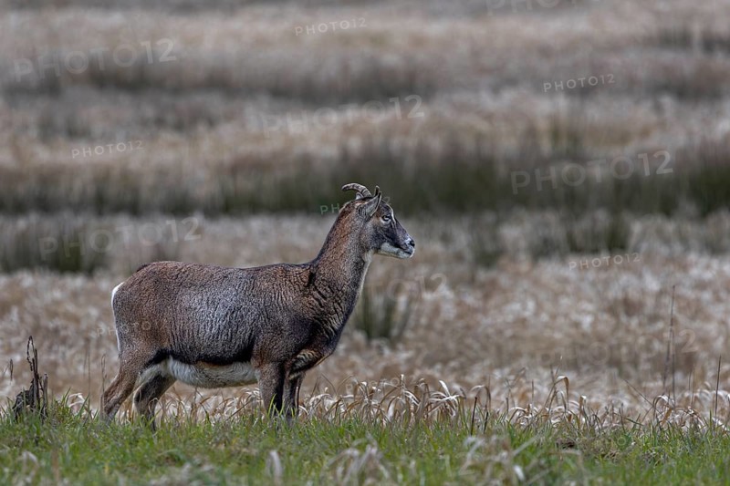 The small horns of the female mouflon (Ovis gmelini) are clearly recognisable, Germany