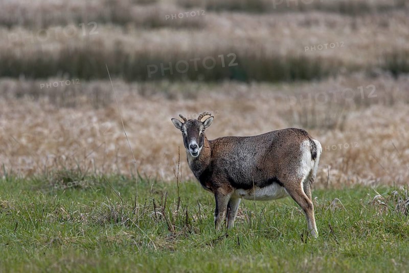 The female mouflon (Ovis gmelini) rarely interrupts her search for food, Germany