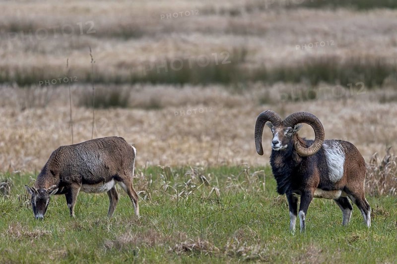 While the female is relaxing and grazing, the mouflon ram (Ovis gmelini) is attentively observing its surroundings, Germany