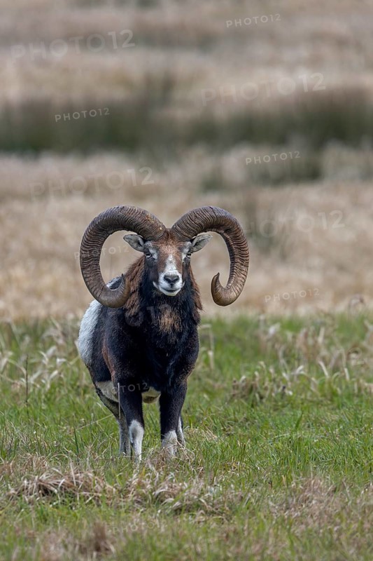 The mouflon ram (Ovis gmelini) has noticed a movement, Germany