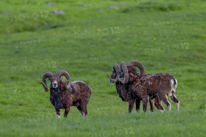Mouflon rams (Ovis gmelini) are very playful animals, when they are undisturbed, their pronounced social behaviour can often be observed and age has no influence on this, Germany