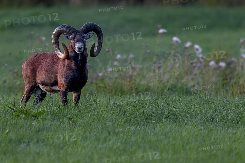 A powerful mouflon ram (Ovis gmelini) at dusk, Germany