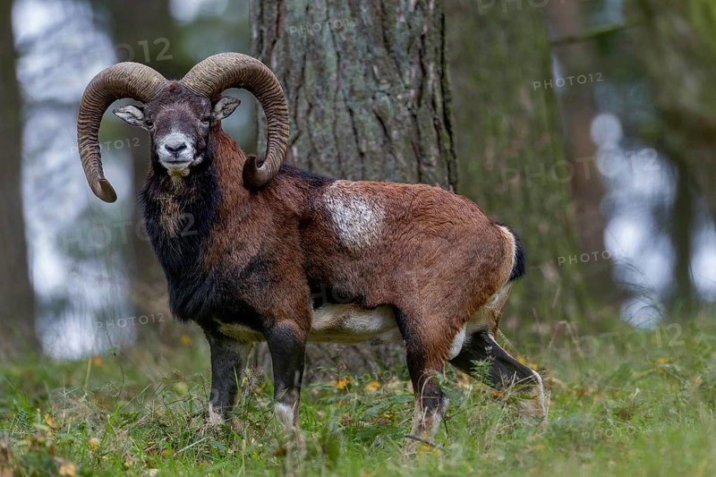 Encounter with a mouflon ram (Ovis gmelini) in October, Germany