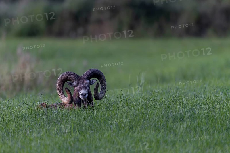 Encounter with a mouflon ram (Ovis gmelini) resting in a meadow in the late evening, Germany