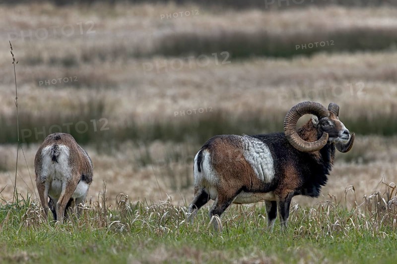 The mouflon ram (Ovis gmelini) looks attentively towards the edge of the forest, while the female continues to graze relaxed, Germany