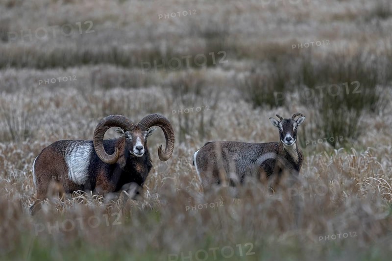The moorland meadow apparently provides good food for mouflon rams (Ovis gmelini) and females, pair, couple, Germany