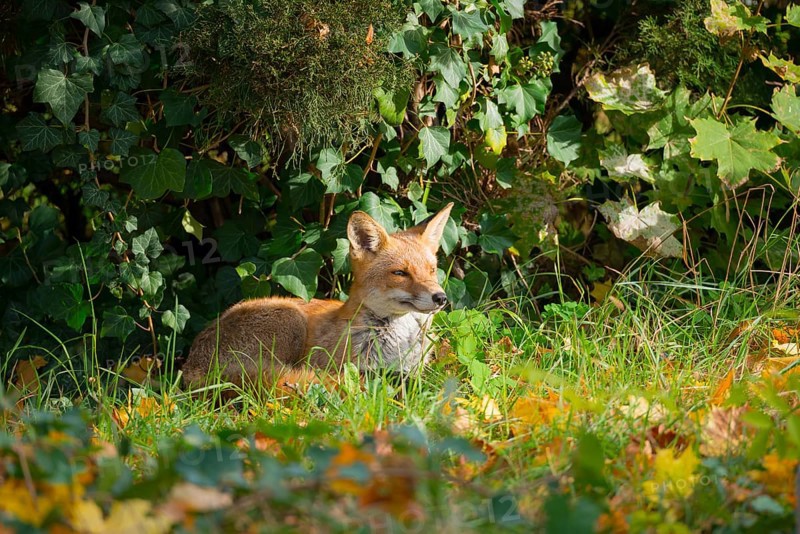 Red fox (Vulpes vulpes) lying upright peacefully and relaxed in the sun under a juniper and ivy between tall grass and autumn leaves, it looks calm and relaxed and seems to be smiling, white throat, healthy, forest edge, forest, forest animal, fluffy, fox fur, camouflage, camouflaged, camouflage colouring, serenity, calm, attentive, autumn leaves, fur pattern, healthy, peaceful, fur, fox red, ears pricked, attention, interest, curiosity, curious, cemetery, Kreuzberg, Berlin, Germany