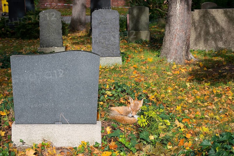 Red fox (Vulpes vulpes) lying peacefully curled up in the sun, grass and autumn leaves, sleeping, closed eyes, animal, forest animal, gravestones and buildings, camouflage, camouflage colouring, camouflage colouring, sleep, wild animal, safety, secure, security, city fox, cemetery, cute, dozing, symbolic image for nap, midday nap, taking a break, relaxation, relaxing, sunbathing, meadow, autumnal, habitat, ecological niche, species protection, stepping stone, biotope, territory, Kreuzberg, Berlin, Germany