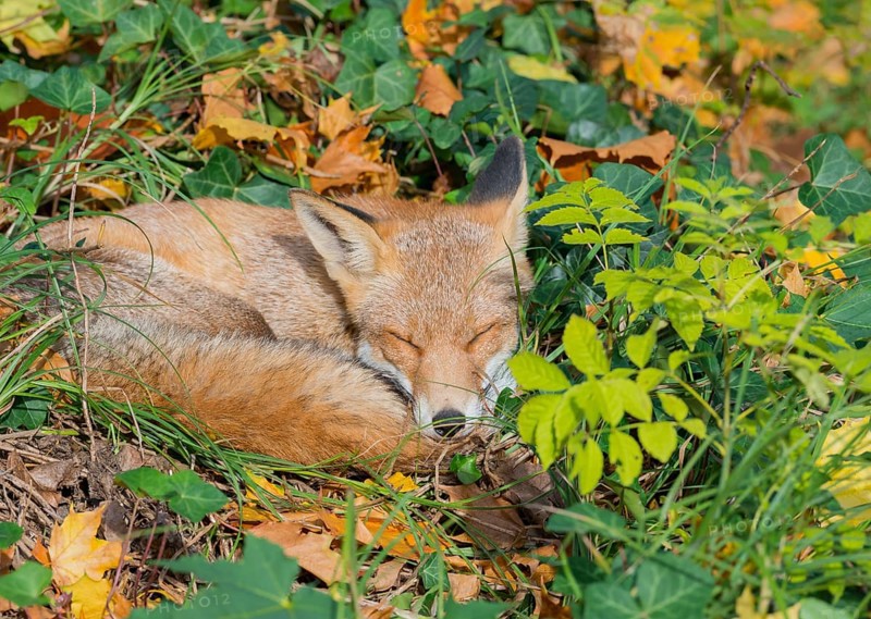 Red fox (Vulpes vulpes) lies peacefully curled up in the sun between grass and leaves and seems to be smiling, Common ivy (Hedera helix), common goutweed (Aegopodium podagraria) and autumn leaves, sleeping, closed eyes, forest, forest animal, urban fox, fluffy, fur, fox red, fox fur, camouflage, camouflaged, camouflage colouring, cute, dozing, symbolic image for nap, midday nap, taking a break, relaxing, relaxing, sunbathing, beautiful dreams, dream, cemetery, Kreuzberg, Berlin, Germany