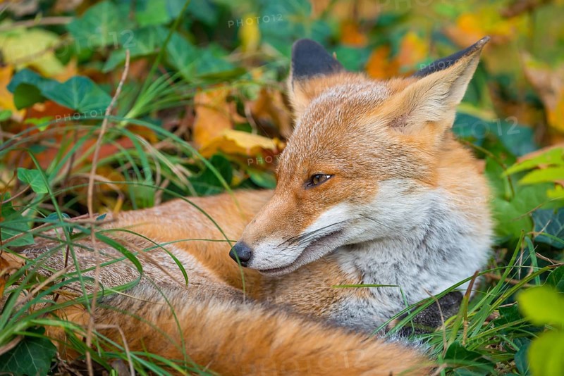 Red fox (Vulpes vulpes) lying peacefully curled up in the sun between grass and leaves, Common ivy (Hedera helix), autumn leaves, it looks calmly and relaxed to the left, white throat, black ear tips, healthy, sleeping place, half-closed eyes, peaceful, calm atmosphere, forest, ground, forest floor, forest animal, urban fox in cemetery, fluffy, fur, fox red, fox fur, camouflage, camouflaged, camouflage colouring, cute, symbolic image for taking a break, relaxation, relaxing, Kreuzberg, Berlin, Germany