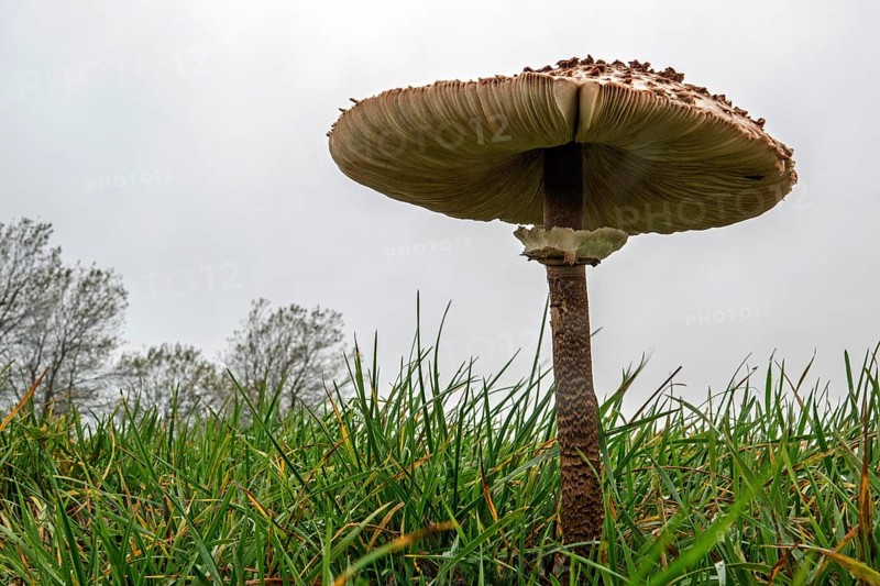 Mushroom, giant umbrella mushroom, parasol (Macrolepiota procera), frog perspective, standing in the grass, Mecklenburg-Western Pomerania, Germany