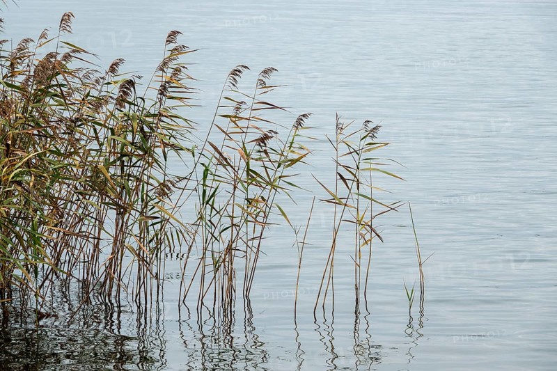 Reed (Phragmites australis) in the Bodden landscape at Meinigenbrücke near Zingst, Fischland-Darß-Zingst, Vorpommersche Boddenlandschaft National Park, Mecklenburg-Western Pomerania, Germany