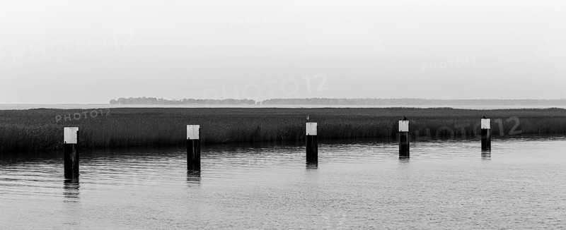 Lagoon landscape at the Meinigenbrücke near Zingst, black and white recording, panorama, Fischland-Darß-Zingst, Western Pomerania National Park, Mecklenburg-Western Pomerania, Germany