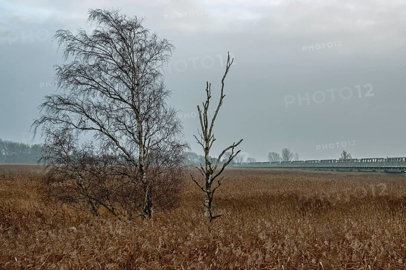 Birch (Betula) in winter, standing in the reeds, near Meiningenbrücke, Fischland-Darß-Zingst, Western Pomerania Lagoon National Park, Mecklenburg-Western Pomerania, Germany