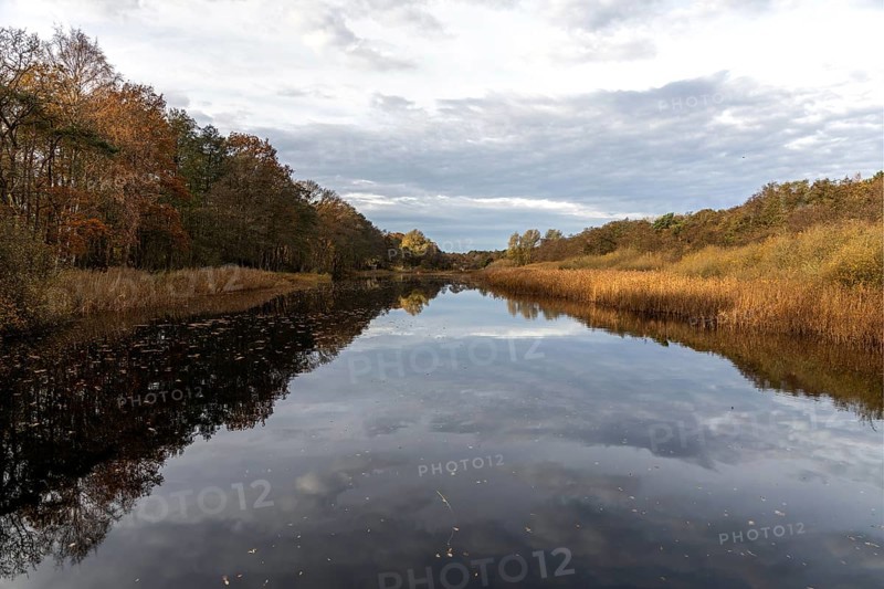 Autumn forest and reeds, autumn-colored trees, reflected in the water, near Prerow, Fischland-Darß-Zingst, Western Pomerania Lagoon Area National Park, Mecklenburg-Western Pomerania, Germany