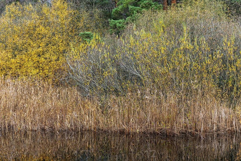 Autumn forest, autumn-colored trees, water of a small lake in front, near Prerow, Fischland-Darß-Zingst, Western Pomerania Lagoon Area National Park, Mecklenburg-Western Pomerania, Germany
