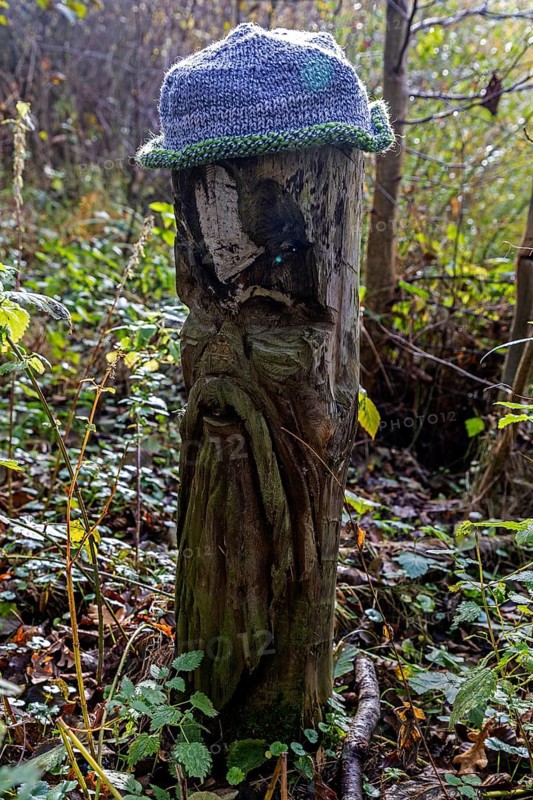 Face carved into wooden trunk, Mütze, near Prerow, Fischland-Darß-Zingst, Western Pomerania Lagoon Area National Park, Mecklenburg-Western Pomerania, Germany