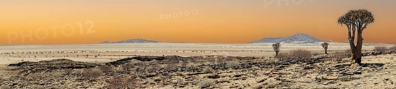 Namib, desert, quiver tree, expanse, panorama, Namibia