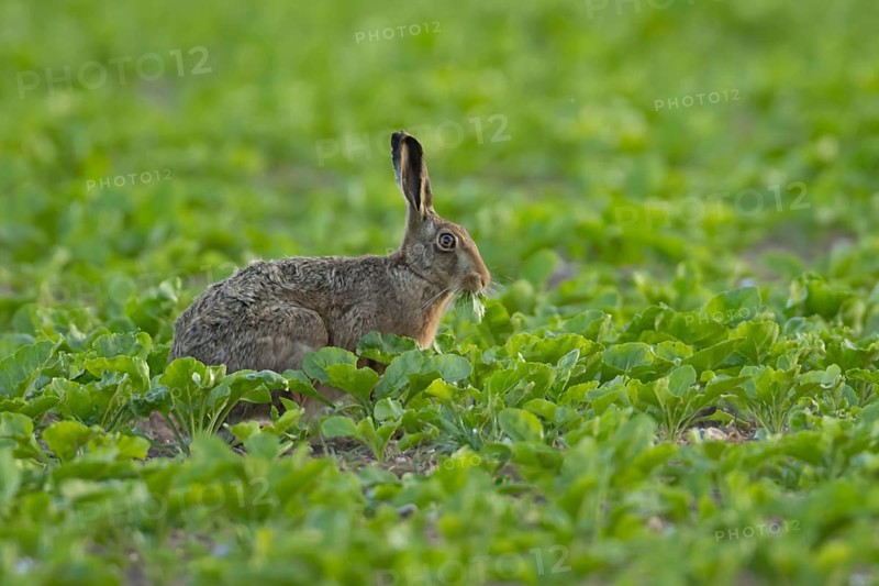 European brown hare (Lepus europaeus) adult animal eating in a sugar beet crop farmland field in summer, England, United Kingdom