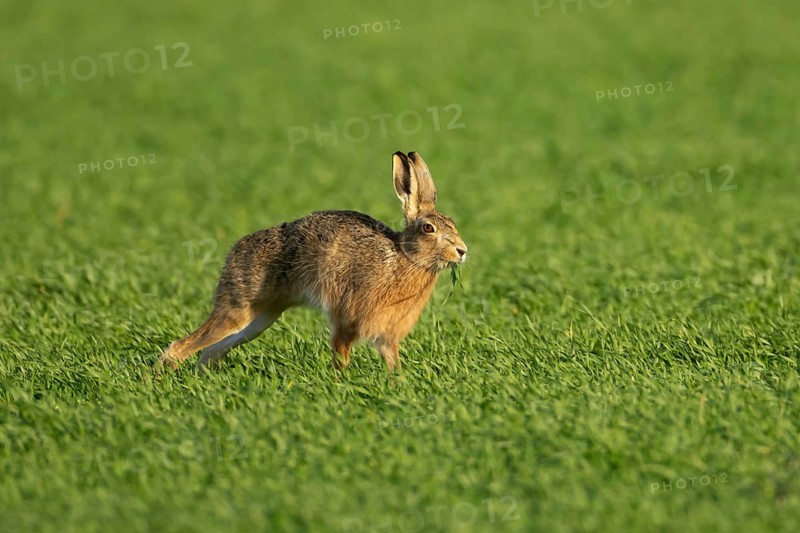European brown hare (Lepus europaeus) adult animal eating in a farmland cereal field in springtime, England, United Kingdom