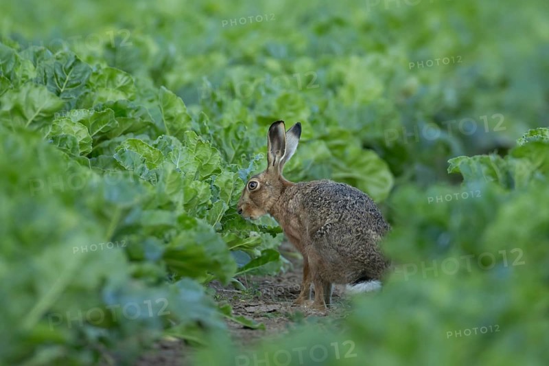 European brown hare (Lepus europaeus) adult animal in a sugar beet crop farmland field in summer, England, United Kingdom