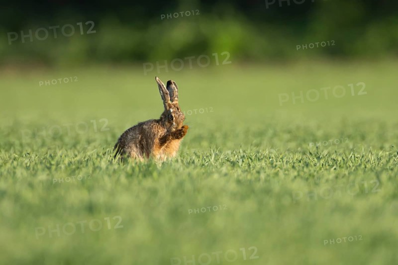European brown hare (Lepus europaeus) adult animal washing its face in a farmland cereal field in springtime, England, United Kingdom