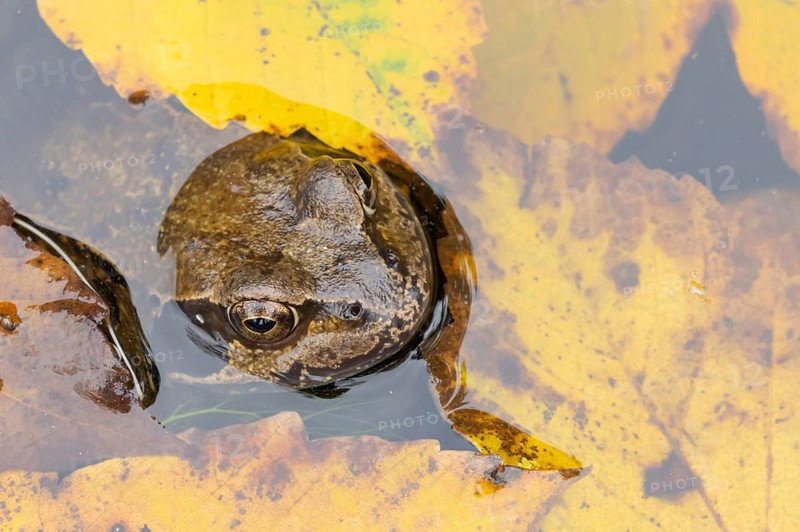 Common frog (Rana temporaria) adult amphibian on the water surface of a pond with fallen autumn leaves, England, United Kingdom