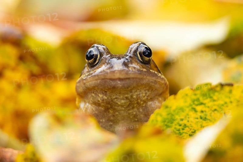 Common frog (Rana temporaria) adult amphibian amongst fallen autumn leaves, England, United Kingdom
