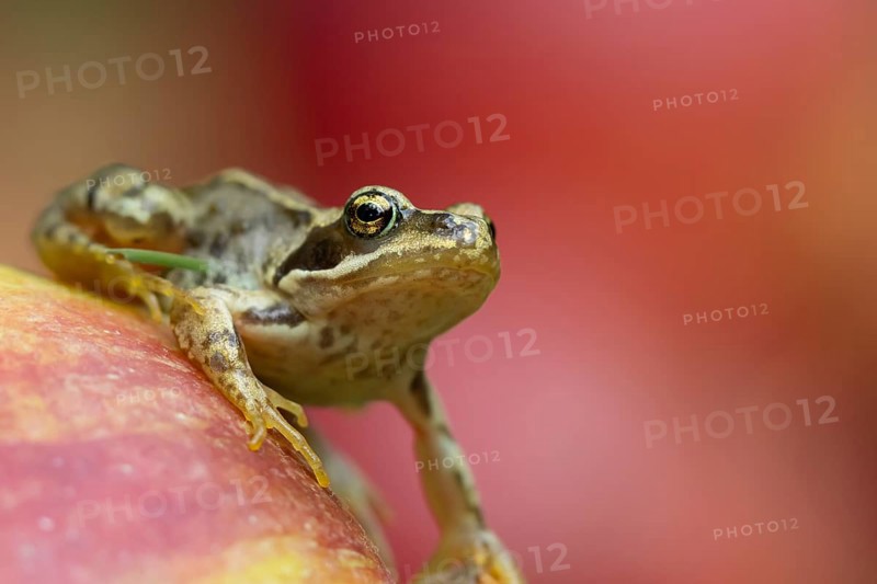Common frog (Rana temporaria) adult amphibian on a fallen red apple in a garden in summer, England, United Kingdom