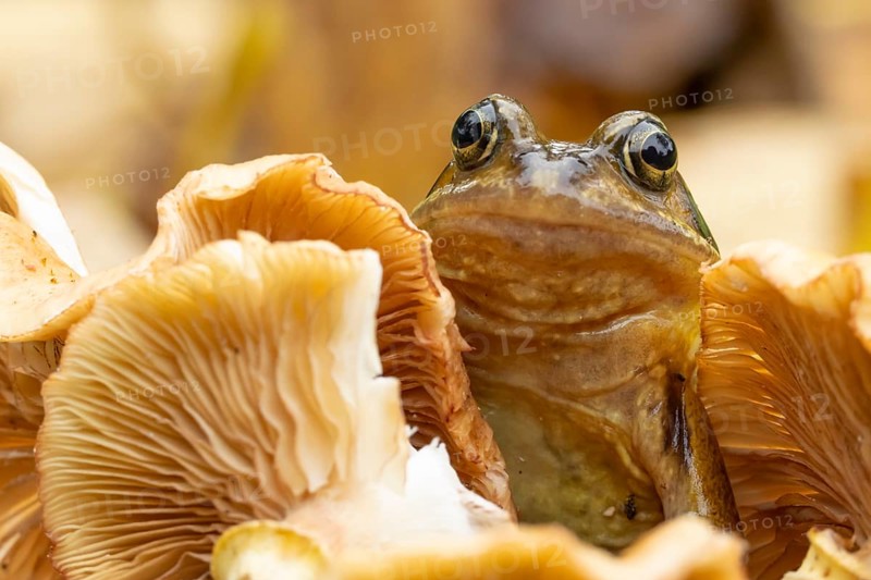 Common frog (Rana temporaria) adult amphibian on a fungi or mushroom in autumn, England, United Kingdom