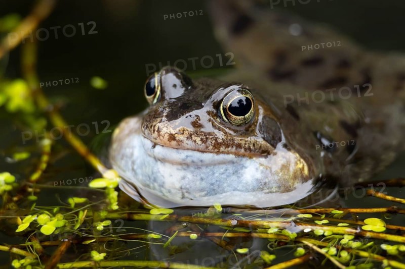Common frog (Rana temporaria) adult amphibian on the water surface of a pond making a croaking noise or calling with its face puffed up in spring, England, United Kingdom