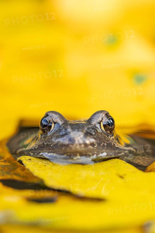 Common frog (Rana temporaria) adult amphibian on the water surface of a pond with fallen autumn leaves, England, United Kingdom