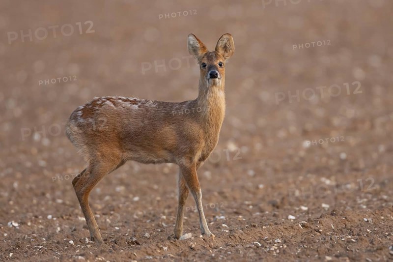 Chinese water deer (Hydropotes inermis) adult animal in a ploughed farmland field, England, United Kingdom