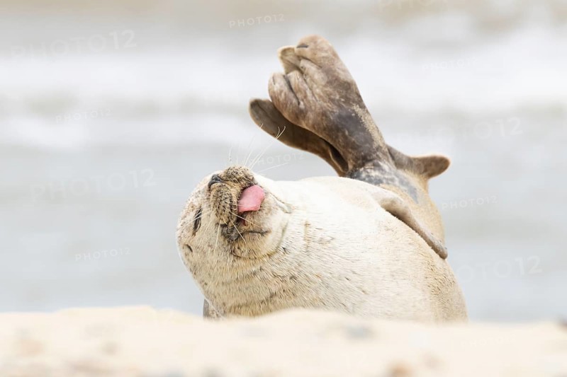 Common or Habor seal (Phoca vitulina) adult animal sleeping with its tongue sticking out on the sand of a beach, England, United Kingdom
