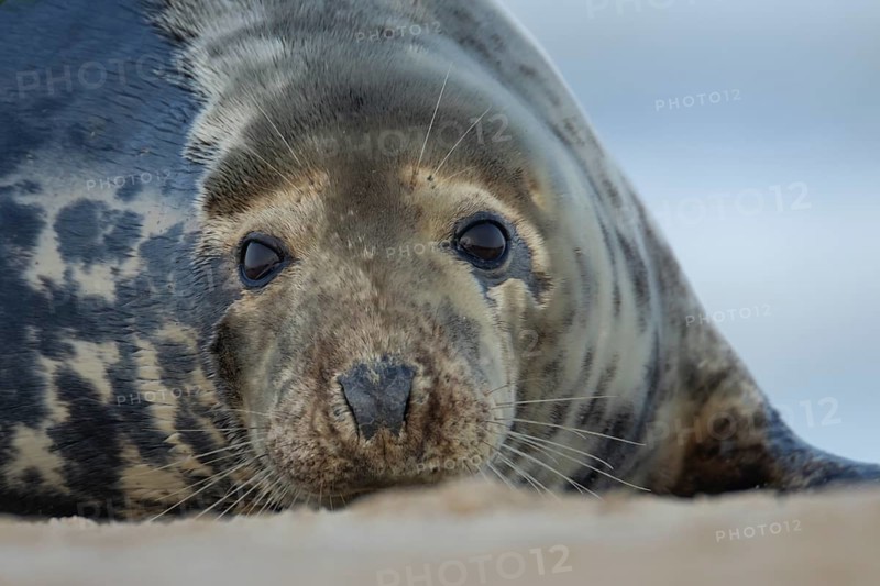 Atlantic grey seal (Halichoerus grypus) adult animal head portrait on a beach, England, United Kingdom