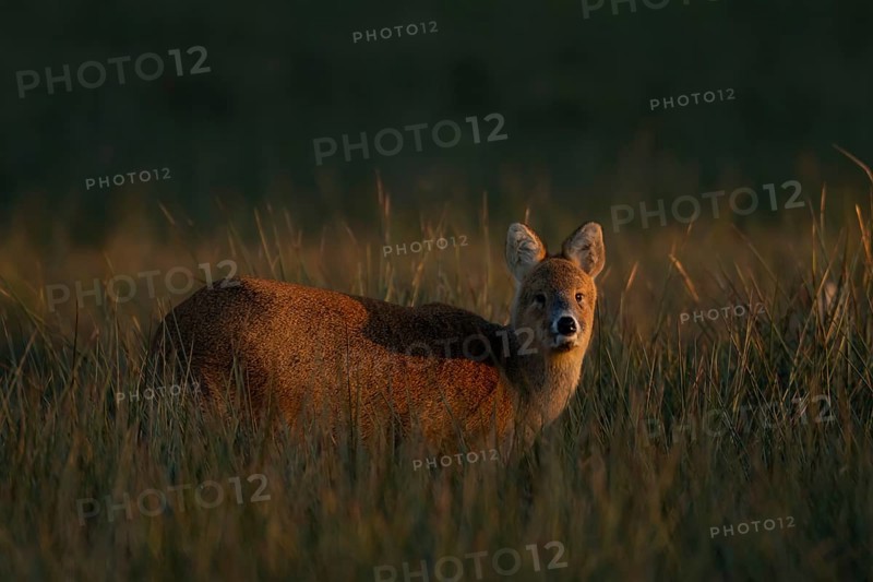Chinese water deer (Hydropotes inermis) adult animal in a marshland field, England, United Kingdom