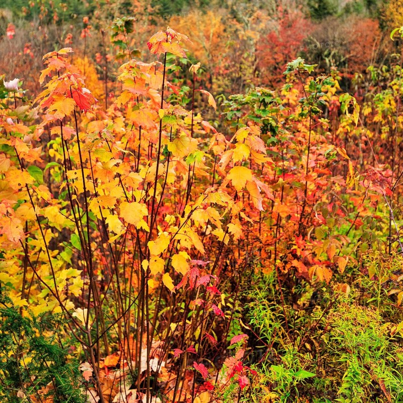 Autumn leaves, Indian summer, detail, Sugar Hill Observation Deck, Kancamagus Highway, White Mountain, New Hampshire, New England, USA