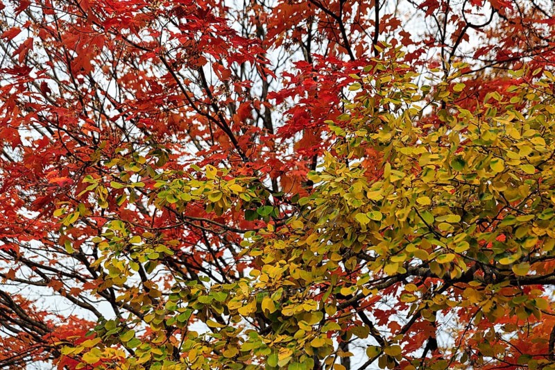Fall leaves, Indian summer, detail, White Mountain, New Hampshire, New England, USA