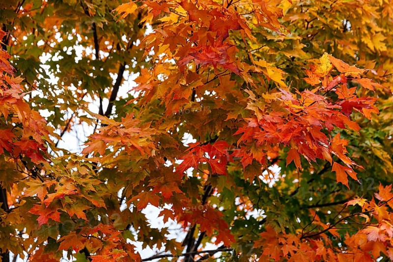 Autumn leaves, Indian summer, maple leaves (acer), yellow, orange, green, Sugar Hill viewing platform, Kancamagus Highway, White Mountain, New Hampshire, New England, USA