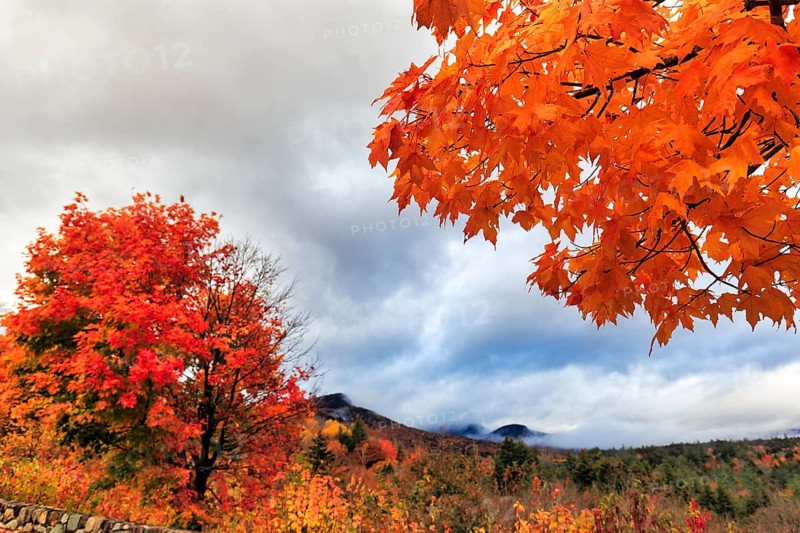 Bright orange-red autumn colours, maple tree (acer), autumn leaves, Indian summer, Sugar Hill viewing platform, Kancamagus Highway, White Mountain, New Hampshire, New England, USA