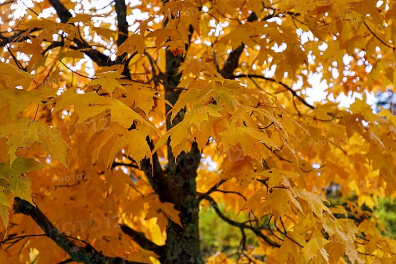 Intense yellow autumn colours, maple tree (acer), autumn leaves, detail, Indian Summer, Sugar Hill viewing platform, Kancamagus Highway, White Mountain, New Hampshire, New England, USA