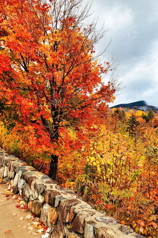 Bright orange-red autumn colours of a maple tree (acer), autumn leaves, Indian summer, Sugar Hill viewing platform, Kancamagus Highway, White Mountain, New Hampshire, New England, USA