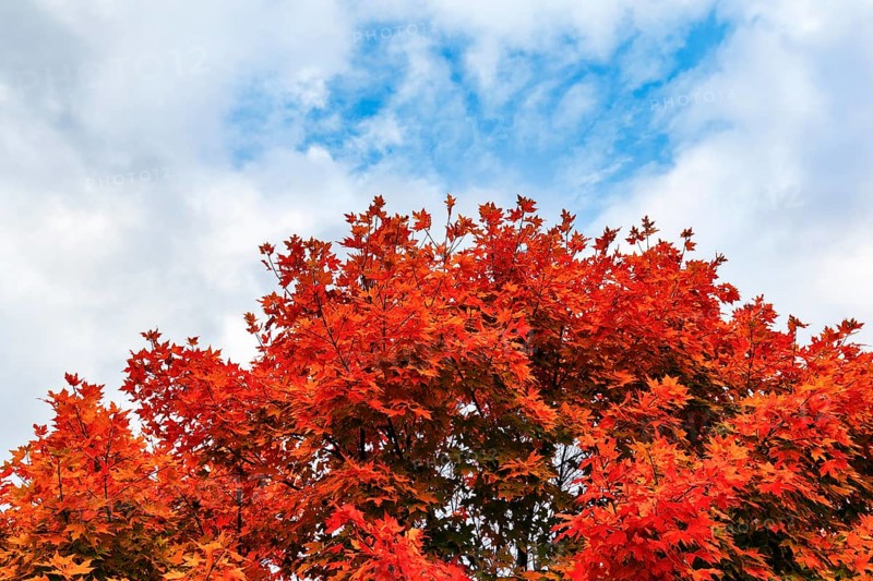 Bright orange-red autumn colours of a maple tree (acer), autumn leaves, detail, Indian Summer, Sugar Hill viewing platform, Kancamagus Highway, White Mountain, New Hampshire, New England, USA