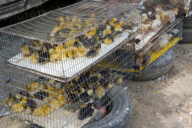 Several cages with yellow and dark chicks standing on tires, Koda, Lower Kartli region, Georgia